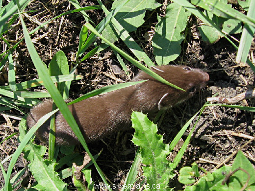 least weasel
