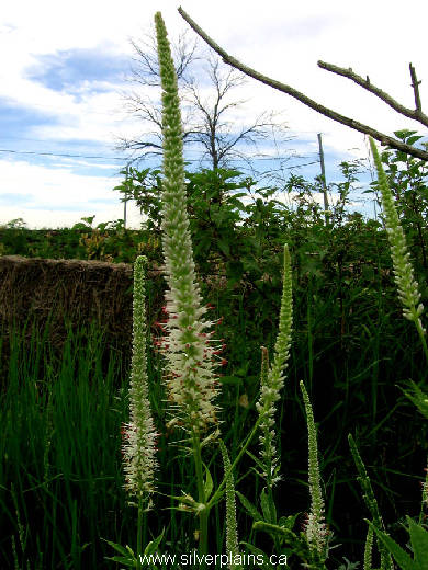 Culvers root, Veronicastrum virginicum 11JL18