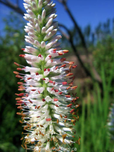 Culvers root, Veronicastrum virginicum 11JL24