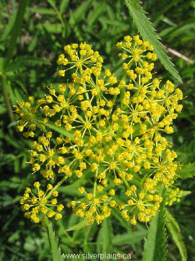 golden Alexanders - Zizia aurea 09JN25-01