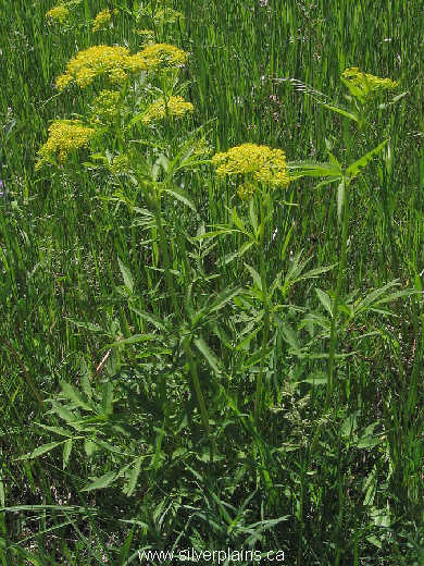 golden Alexanders - Zizia aurea 09JN25-02