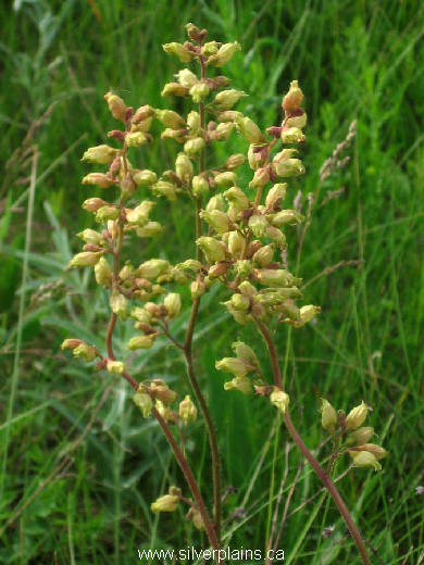 alumroot - Heuchera richardsonii 11JN25-01