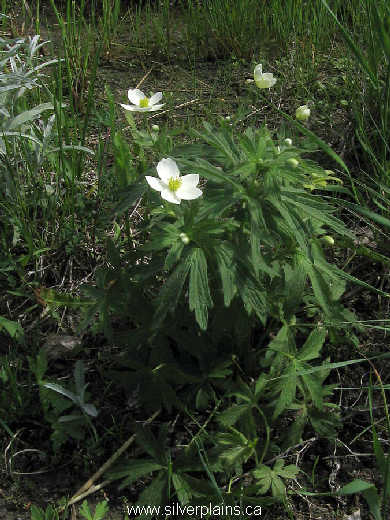 Canada anemone - Anemone canadensis 09JN19-02