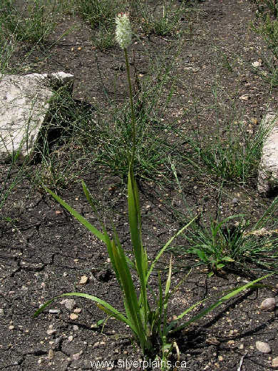 sticky asphodel - Triantha glutinosa (Michx.) Baker 08JL18-03