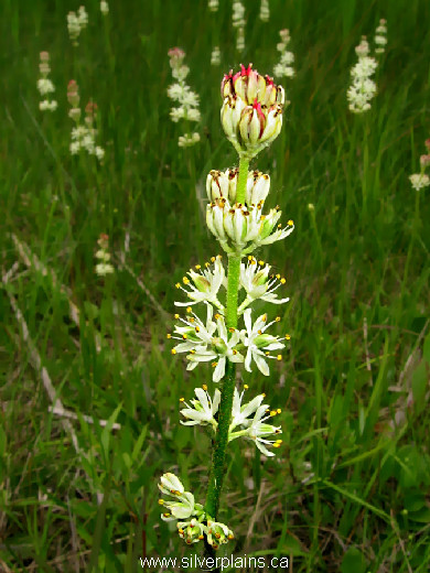 sticky asphodel - Triantha glutinosa (Michx.) Baker 10JL01