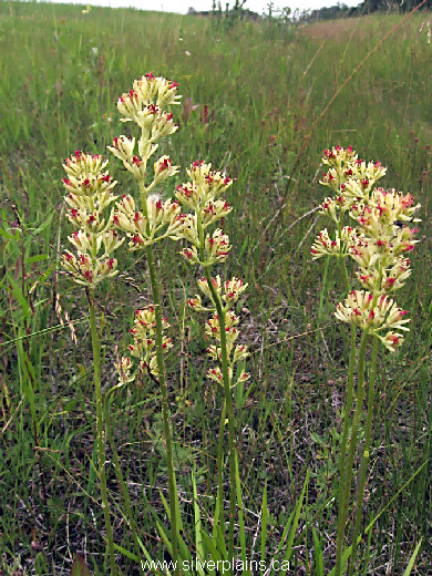 sticky asphodel - Triantha glutinosa 11JL15-01