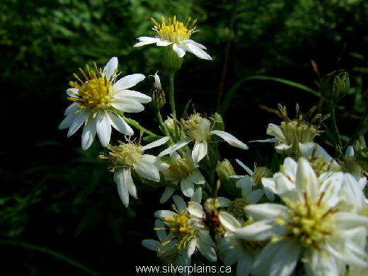 flattop aster - Doellingeria umbellata 11AU13-01