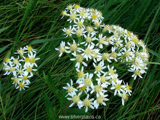 flattop aster - Doellingeria umbellata 11AU13-02