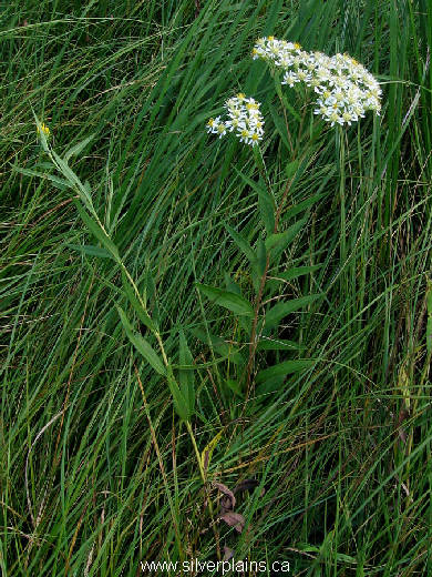 flattop aster - Doellingeria umbellata 11AU13-03