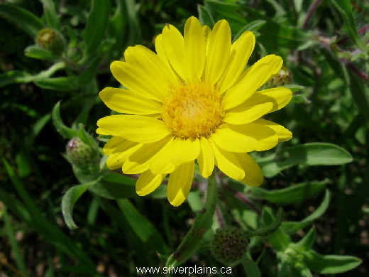 hairy false goldenaster - Heterotheca villosa (Pursh) Shinners 10JL01