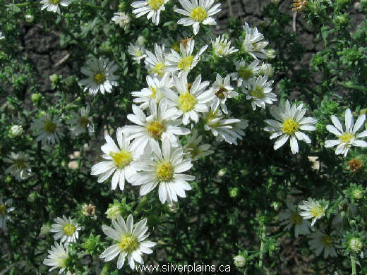 many-flowered aster - Aster ericoides 07AU22-01