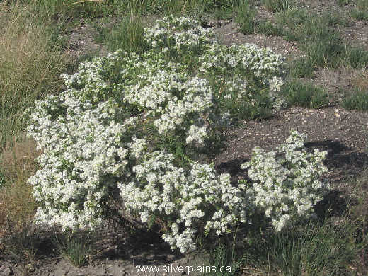 many-flowered aster - Aster ericoides 08AU29-03