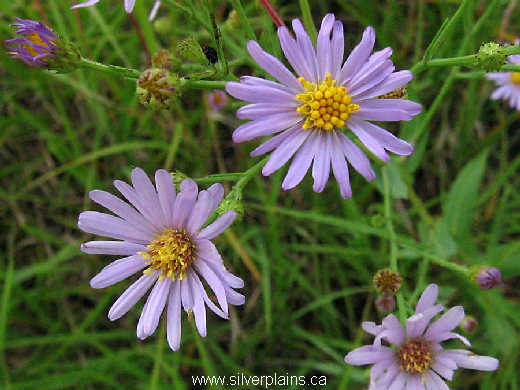 smooth aster - Symphyotrichum laeve var. laeve 07AU06-02