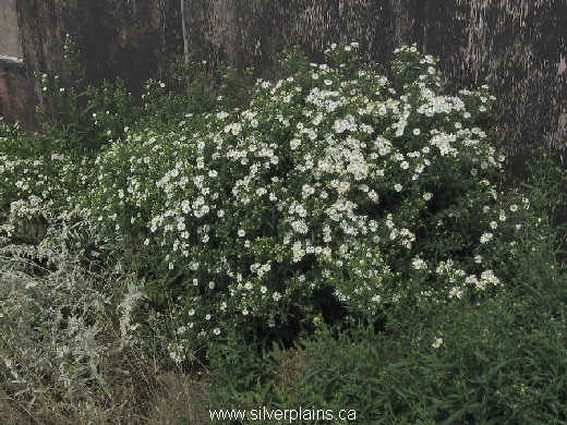white panicle aster ~ Symphyotrichum lanceolatum ssp. hesperium 09AU23-02