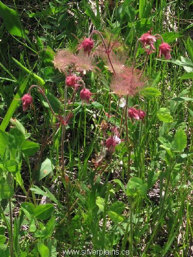 three flowered avens, Geum triflorum - 11JN11