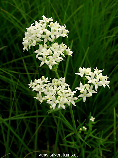 northern bedstraw, Galium boreale - 10JN24-1