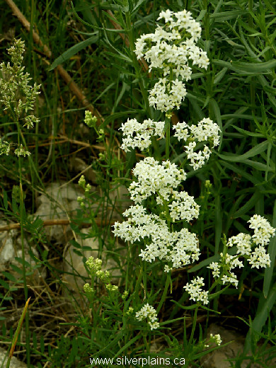 northern bedstraw, Galium boreale - 13JN20