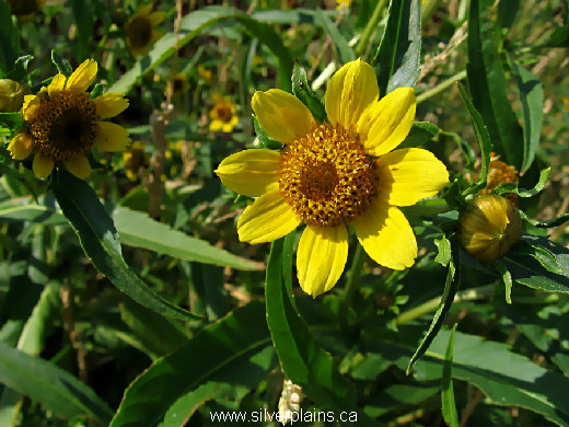 nodding beggartick - Bidens cernua L. 12AU24