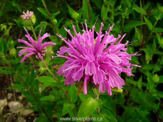 wild bergamot - Monarda fistulosa 07JL19