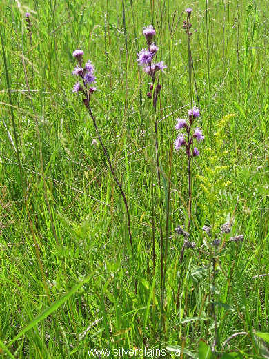 meadow blazingstar - Liatris ligulistylis 07JL22-03