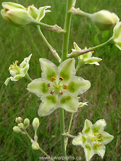 smooth camas - Zygadenus elegans 09JL23