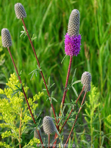 purple prairie clover - Dalea purpurea Vent. 07JL15-01