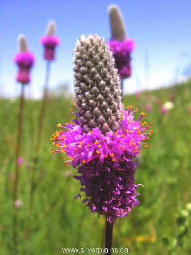 purple prairie clover - Dalea purpurea Vent. 07JL19-01