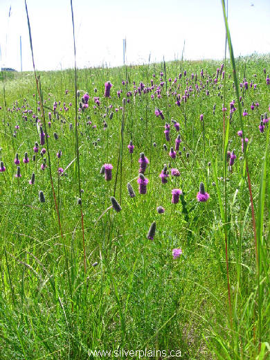 purple prairie clover - Dalea purpurea Vent. 07JL19-02
