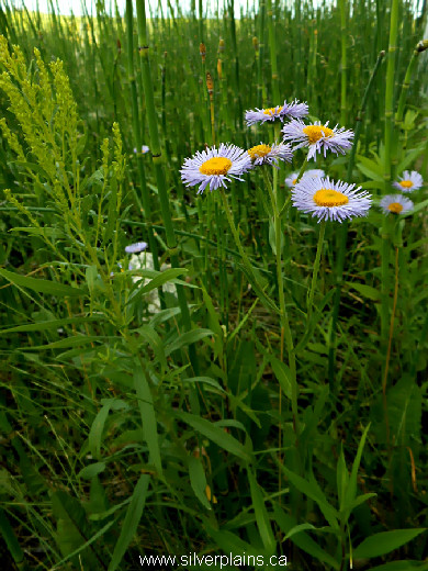 Philadelphia fleabane, Erigeron philadelphicus - 13AU03