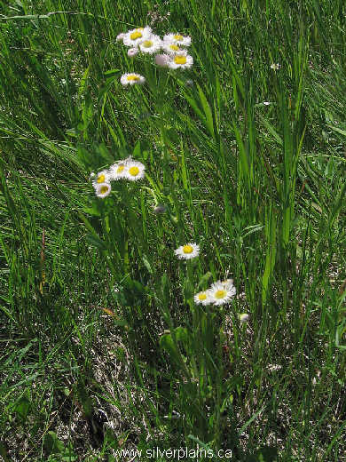 philadelphia fleabane - Erigeron philadelphicus L. 09JN25-02