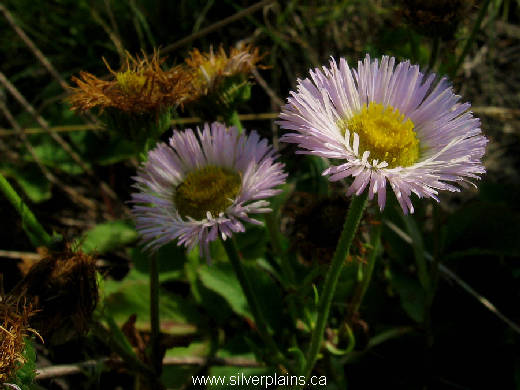 Philadelphia fleabane - Erigeron philadelphicus 11AU06