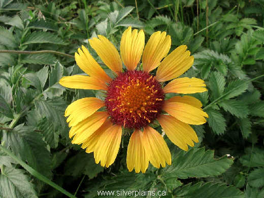 gaillardia - Gaillardia aristata 09AU13-03