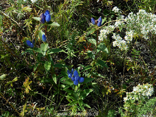closed gentian - Gentiana andrewsii 14SE01-01