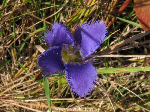 fringed gentian - Gentiana procera 08SE21-01