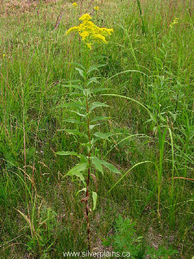 giant goldenrod, Solidago gigantea Ait. 07AU06-04