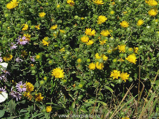 gumweed - Grindelia squarrosa 06AU14-02
