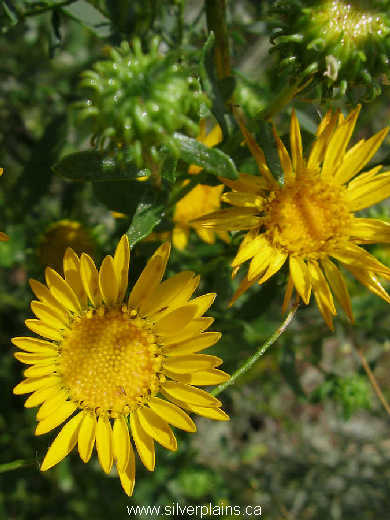 gumweed - Grindelia squarrosa 06JL24