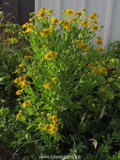 helenium, Helenium autumnale 08AU16-03