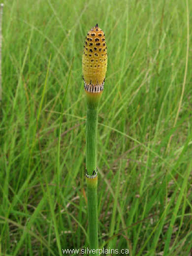 scouringrush horsetail, Equisetum hyemale L. 09JL23