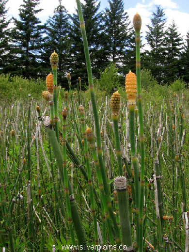 scouringrush horsetail, Equisetum hyemale L. 10JL08
