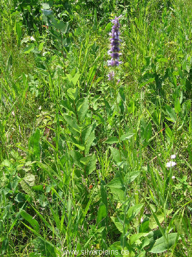 giant hyssop, Agastache foeniculum 07JL22