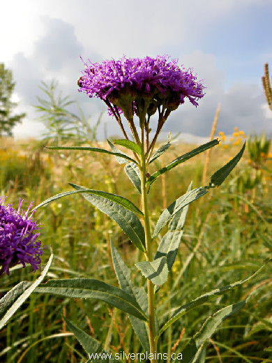 ironweed, Vernonia fasciculata 14AU08-1