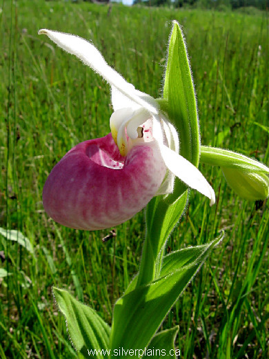 showy lady's slipper, Cypripedium reginae - 09JN25
