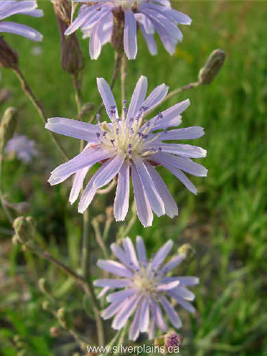 blue lettuce - Lactuca pulchella 07JL07-01
