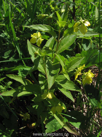 fringed loosestrife ~ Lysimachia ciliata L. 11JL24-04