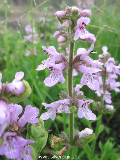 marsh hedgenettle - Stachys palustris L. 08JL14-01