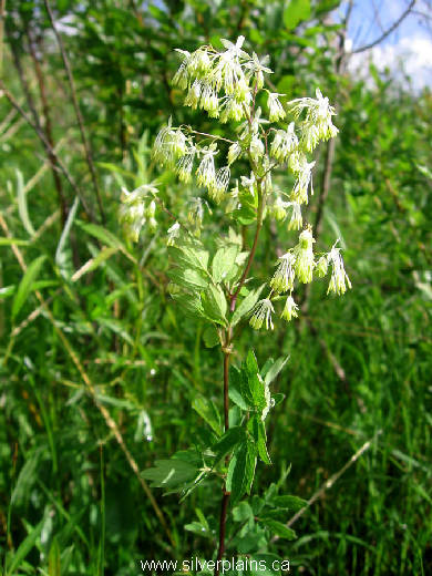 tall meadow-rue - Thalictrum pubescens 07JN18
