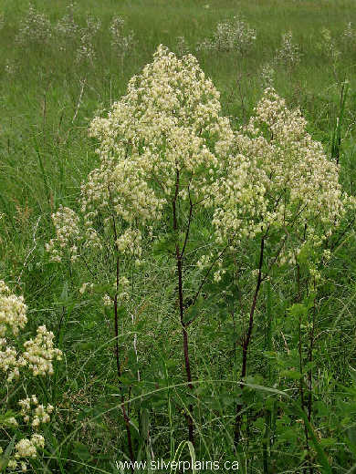 tall meadow-rue - Thalictrum pubescens 09JL23-03