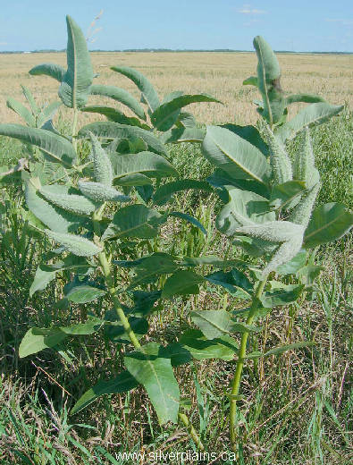 common milkweed - Asclepias syriaca L. 06AU14-03