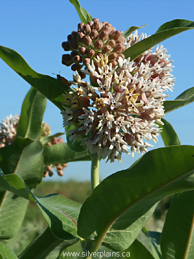 common milkweed, Asclepias syriaca L - 13JL13-1